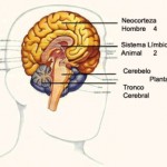 CEREBRO Y CONCIENCIA