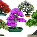 BONSAI