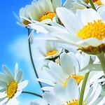 MISTICA DEL JARDIN