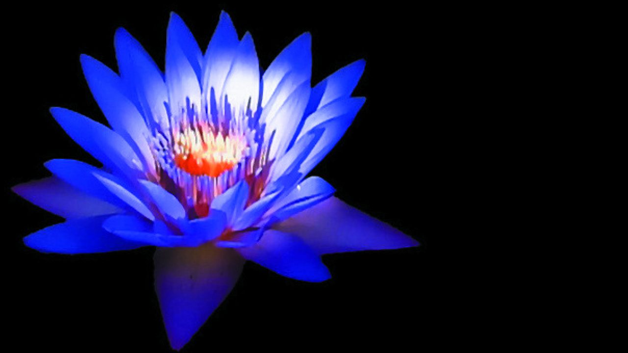 La mística flor de loto – Filosofía para la vida