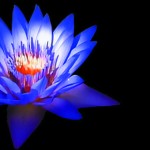 LA MISTICA FLOR DEL LOTO
