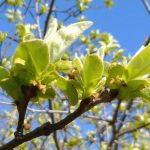 Nueva Acrópolis - Primavera