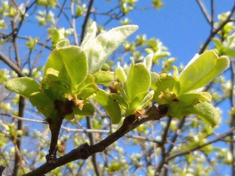 Nueva Acrópolis - Primavera