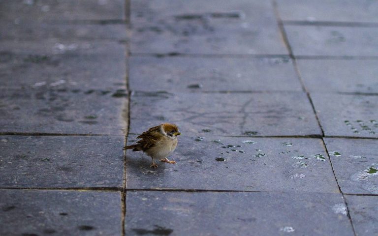 Nueva Acrópolis - pajarillo