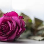 rosa-marchita
