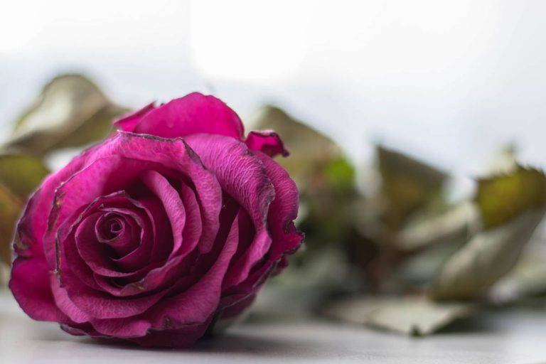 rosa-marchita